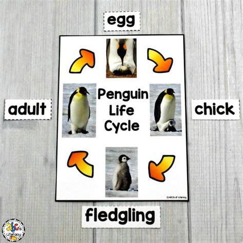 Free Penguin Life Cycle Worksheet: Teach Your Kids About Nature!