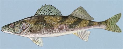 Sauger - Wikipedia