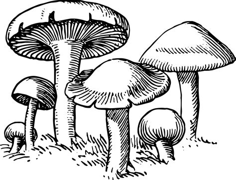 Stock Images - Vintage Mushroom Clip Art | Oh So Nifty Vintage Graphics