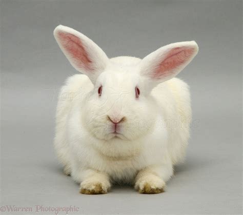 White rabbit photo - WP11728