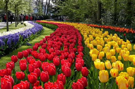 Tickets Tulip Season 2023 - Tulip Festival Amsterdam