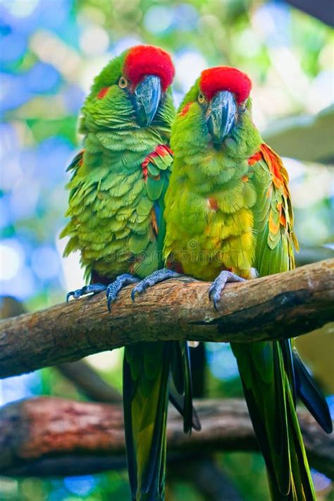 Two parrots stock photo. Image of maccaws, isolated, bird - 3680190