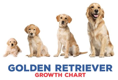 Male Golden Retriever Weight Chart Kg | Portal.posgradount.edu.pe