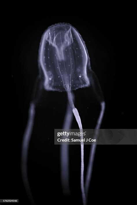 Irukandji Jellyfish High-Res Stock Photo - Getty Images