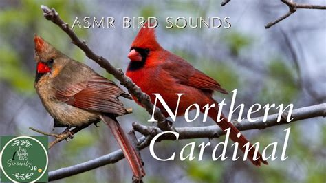 ASMR-Backyard Bird Sounds with the Northern Cardinal - YouTube