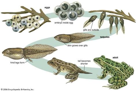 How a Tadpole Becomes a Frog