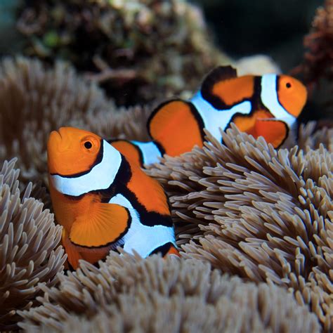 Metamorphosis: The Fascinating Secrets of How Clownfish Earn Their Stripes