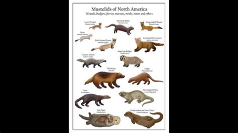 Weasels to Wolverines: Meet the Mustelids - YouTube