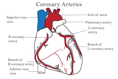 The coronary arteries of the heart, anterior view, including the aorta ...