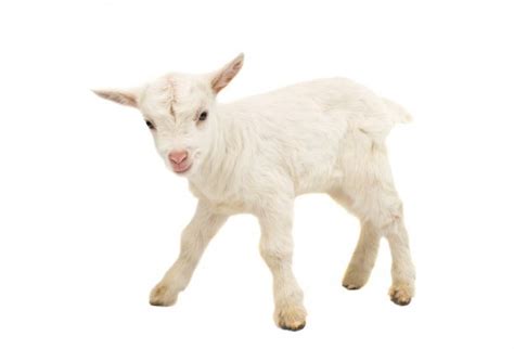 Baby goat head — Stock Photo © ksena32 #25203099