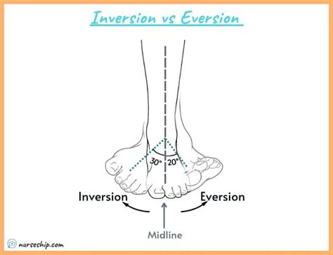 Inversion VS Eversion in Anatomy - Nurseship.com