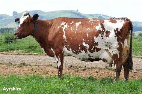 Ayrshire | Cow, Animals, Cascadia