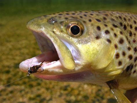 Best Brown Trout Flies: A Guide To Productive Brown Trout Patterns ...