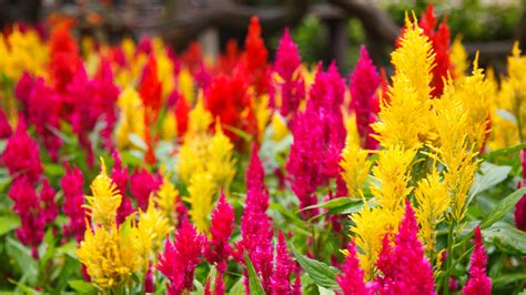 Attention! The season of celosia is over!