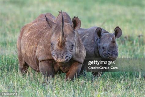 260 Black Rhino Calf Stock Photos, High-Res Pictures, and Images - Getty Images