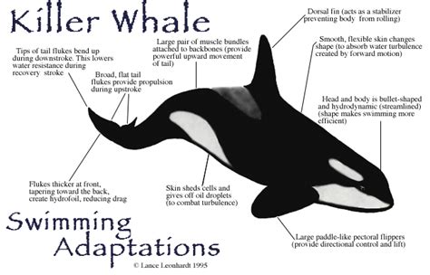 Whale Songs * Cetacean Information