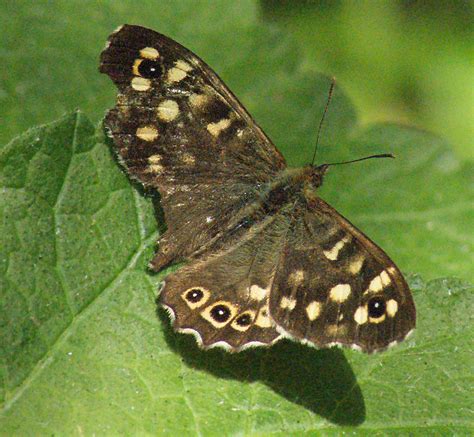File:Bird-damaged Speckled Wood Pararge aegeria.JPG - Wikimedia Commons