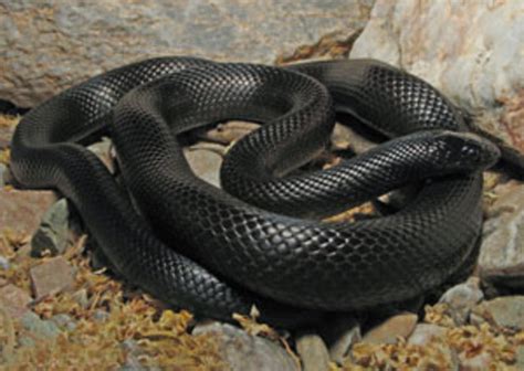 Turkey Venomous Snakes, Poisonous Spiders & Bugs. | HubPages