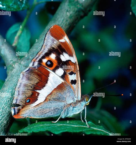 Purple Emperor Butterfly Stock Photo - Alamy