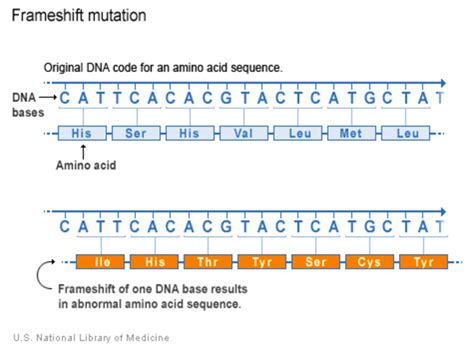 Effects Of Frameshift Mutations | Webframes.org