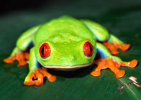 VENEZUELA EXÓTICA, En Canaima | Red eyed tree frog, Tree frogs, Pet frogs