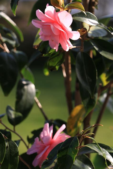 Preston Bissett Nurseries and Country Shop: Evergreen Spring Camellias ...