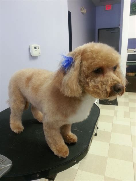 Gallery: Doggy Day Spa Grooming, Premier Pet Services In Oswego