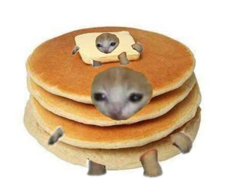 Pancake | Fotografías divertidas de animales, Gatos raros, Gatos bonitos