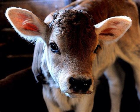 Brown Swiss calf | Cows | Pinterest