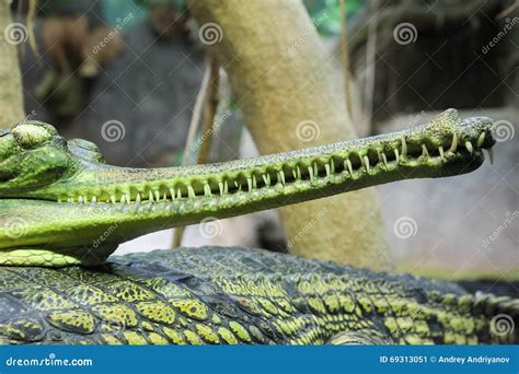 Gharial Gavialis Gangeticus Gavial Crocodile Stock Image - Image of ...