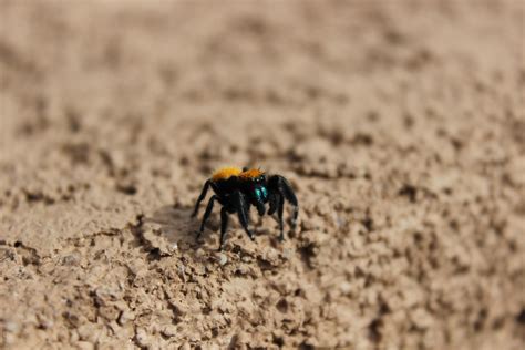 Southern California - Orange Jumping Spider : r/spiders