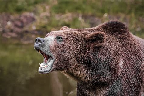 Investigators: Bear Went for the Kill in Fatal Montana Grizzly Attack