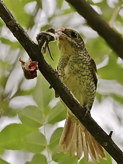 Tiger Shrike's feeding behaviour - Bird Ecology Study Group