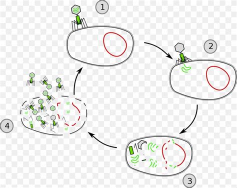 Lysis Lytic Cycle Cell Virus Lysogenic Cycle, PNG, 1280x1019px, Lysis, Area, Artwork, Bacteria ...