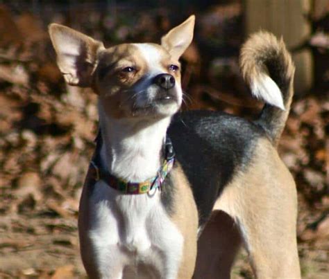 Chihuahua Terrier Mix: All You Need to Know - PetDT