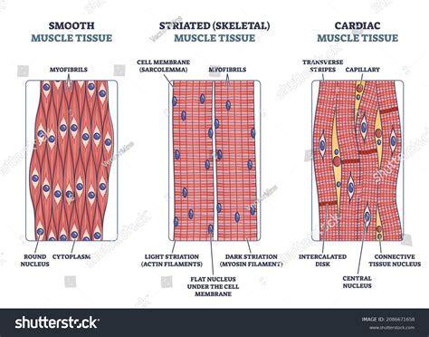 2,128 Smooth Muscle Cells Images, Stock Photos & Vectors | Shutterstock