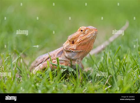 bearded dragon running free in grass Stock Photo - Alamy