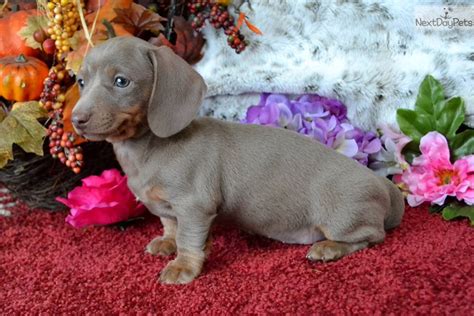 45+ Isabella Mini Dachshund For Sale Image - Bleumoonproductions