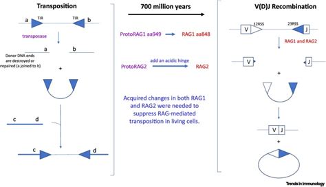 Transposons to V(D)J Recombination: Evolution of the RAG Reaction: Trends in Immunology