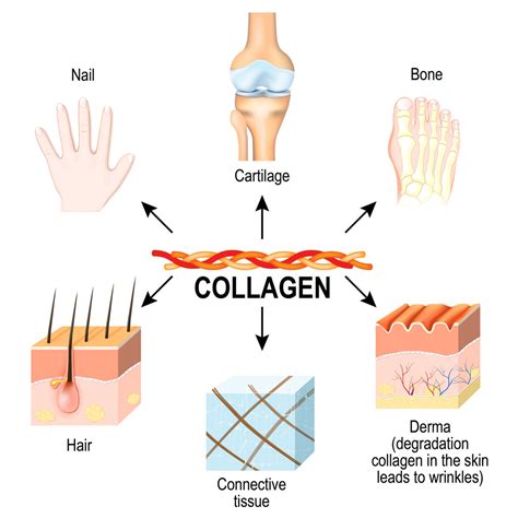 Why Marine Collagen? - Integrity Paramedical Skin Practitioners