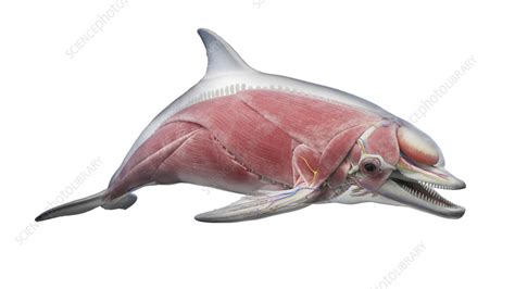 Dolphin's muscular system, illustration - Stock Image - F038/3849 - Science Photo Library