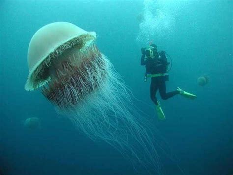 🔥 Lion’s Mane Jellyfish : r/NatureIsFuckingLit