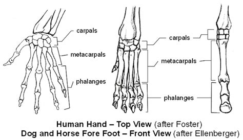 Diagram of Carpal and metacarpal bones | Quizlet