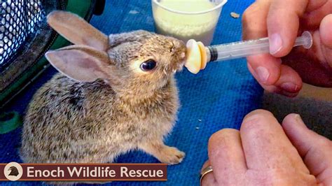 Four Cottontail Rabbits Released to the Wild! - YouTube