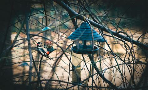 Selective Focus Photography of Downy Woodpecker Perching on Bird Feeder · Free Stock Photo