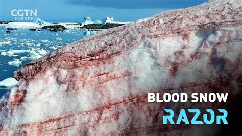 Why is the snow in Antarctica turning blood red? - CGTN