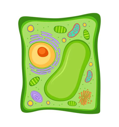 Drawing Of The Vacuole Illustrations, Royalty-Free Vector Graphics ...