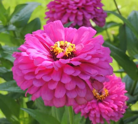 How to Grow Zinnia Annual Flowers. Growing Zinnias from Seeds. For a ...