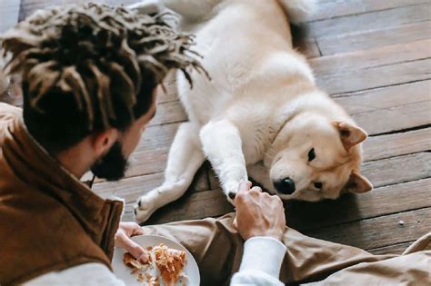 10 Healthy Snacks For Your Dog - Kellys Thoughts On Things