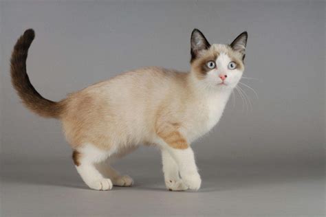 5 Best Snowshoe Cat Breeders -Quality Over Quantity